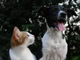 Foto de perro y gato